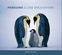 Close Encounters: Penguins