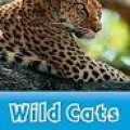 Oxford Read And Discover : Wild Cats Discover ! 1